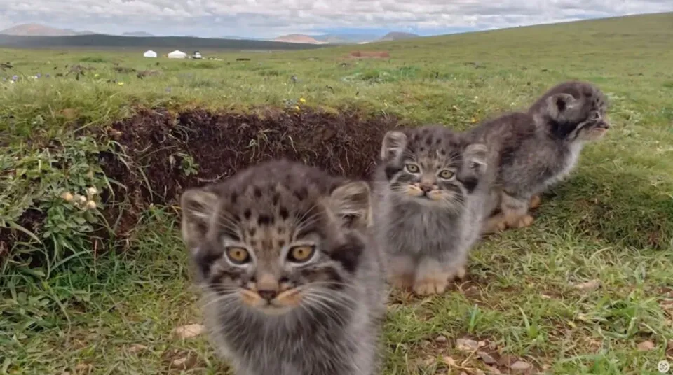 O gato mais rabugento do mundo capturado em adorveis imagens de cmera de trilha