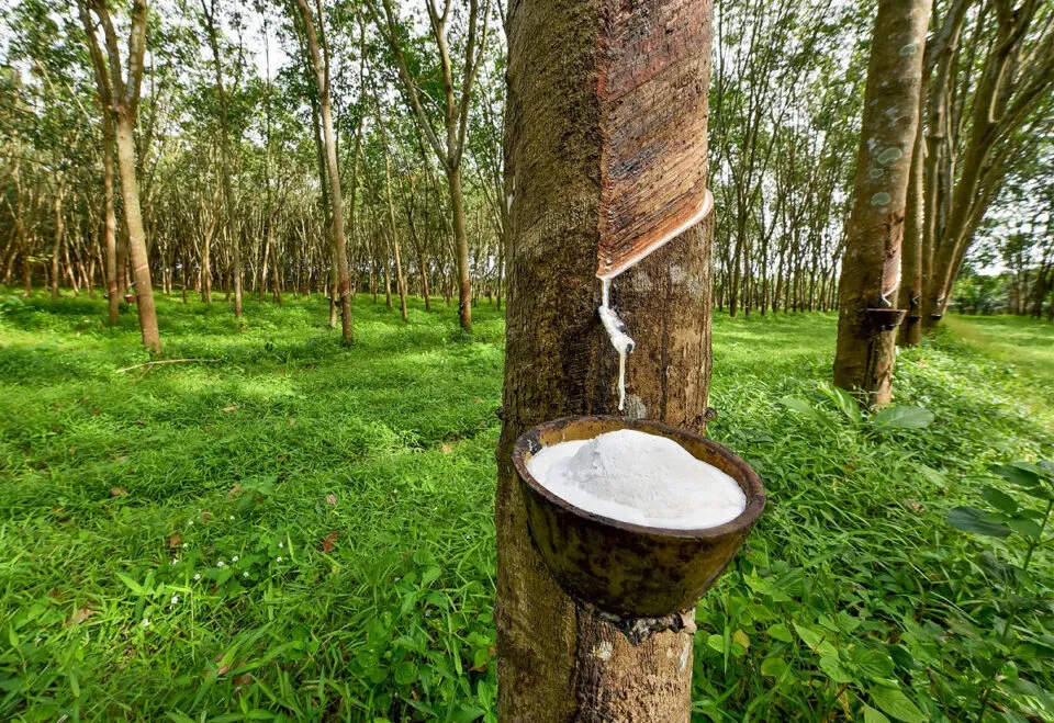 O roubo descarado de sementes de seringueira que mudou o curso da histria brasileira
