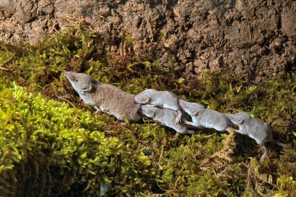 Por que a famlia de musaranhos se move em forma de caravana?