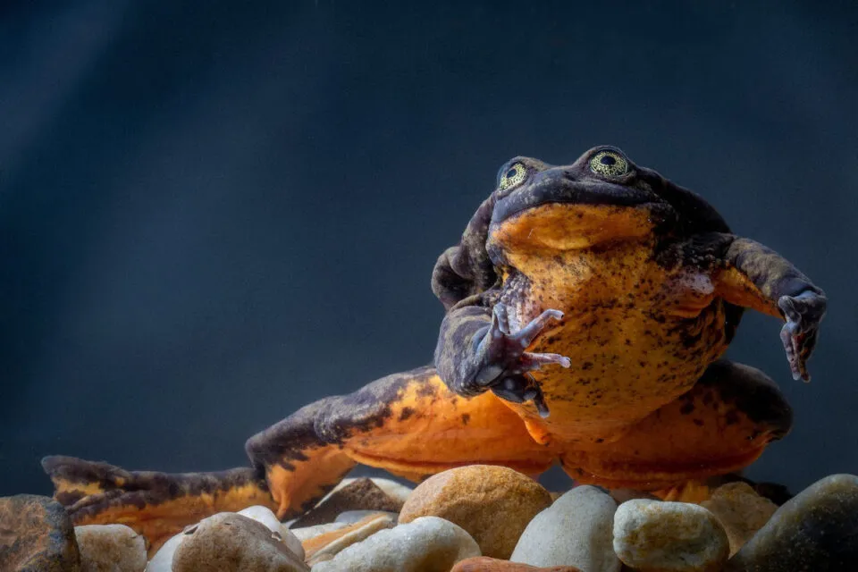 Romeu, a ‘última’ rã conhecida de sua espécie, morreu, mas ainda há esperança
