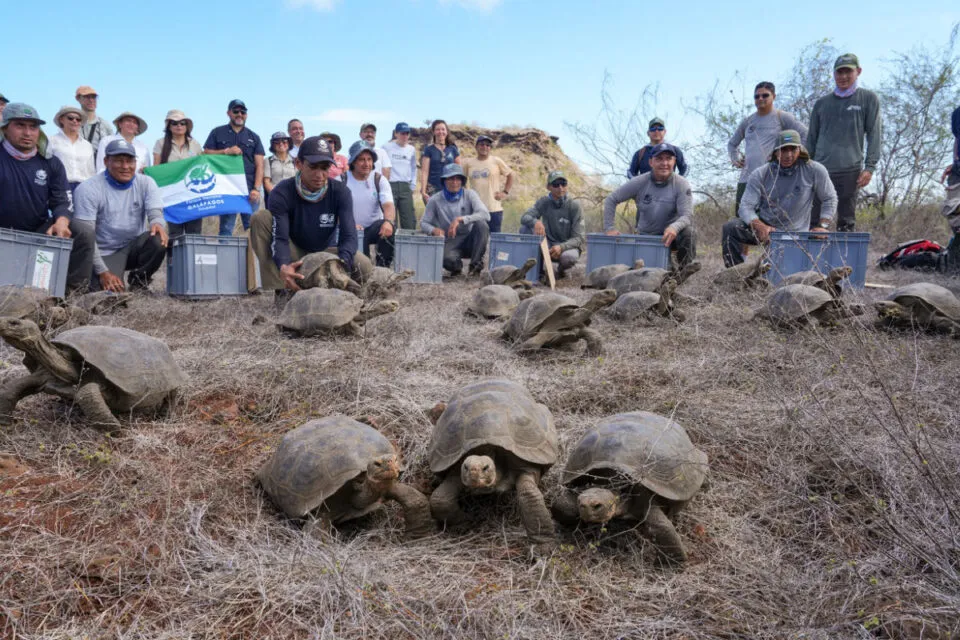 158 tartarugas-gigantes so reintroduzidas em sua ilha natal, Galpagos, aps 180 anos