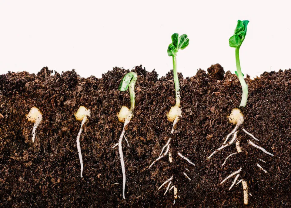 A germinao de uma planta to complicada que d at pregui…