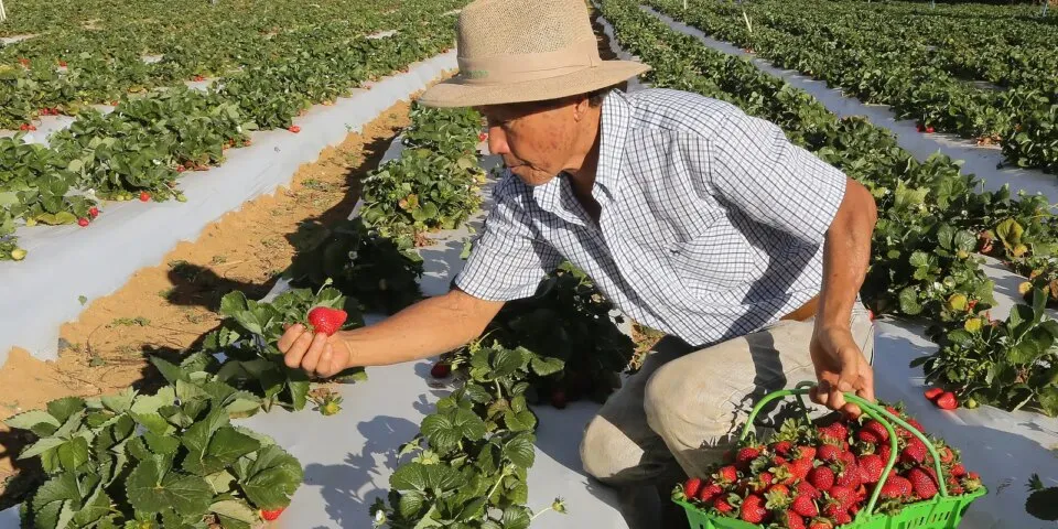 Agricultores com perda de produção começam a receber o Garantia-Safra