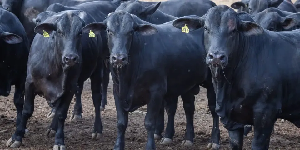 CMN reduz juros de financiamentos a cooperativas rurais pelo Pronaf