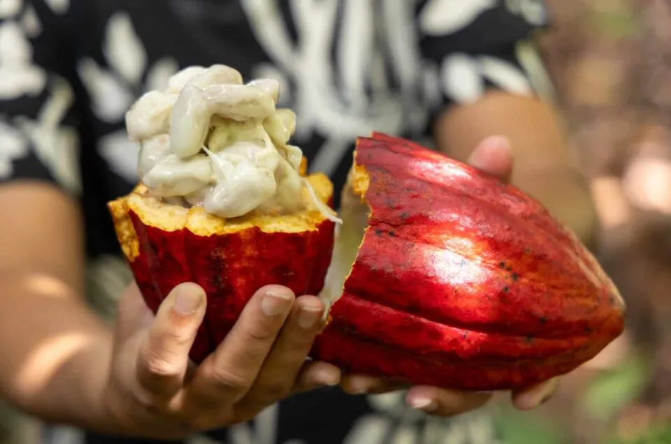 Cacau importado acende alerta para produtores e ameaça produção brasileira – Fatos Desconhecidos