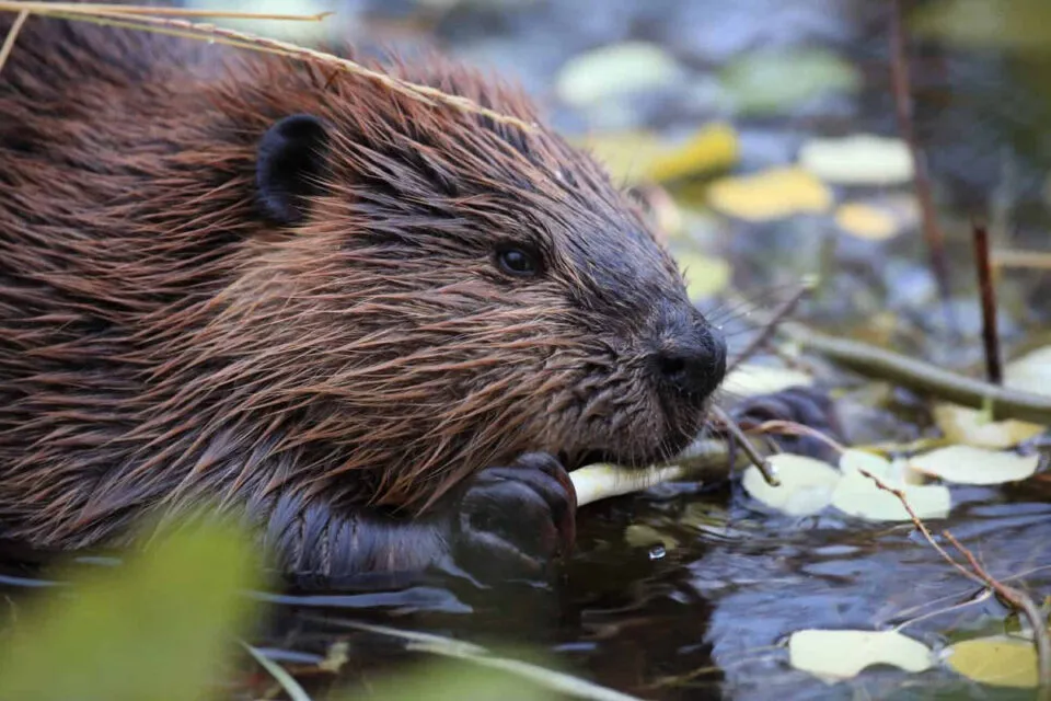 Castores so considerados heris no hemisfrio norte e viles no sul