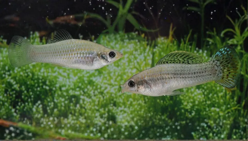 Cientistas descobriram como a molinsia-amaznica se clonou por 100.000 anos