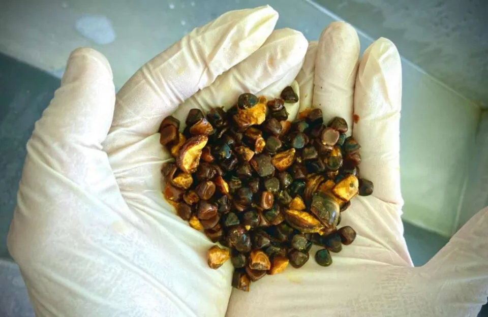 Clculos biliares bovinos, que valem o dobro do ouro, impulsionam um frenesi global de contrabando