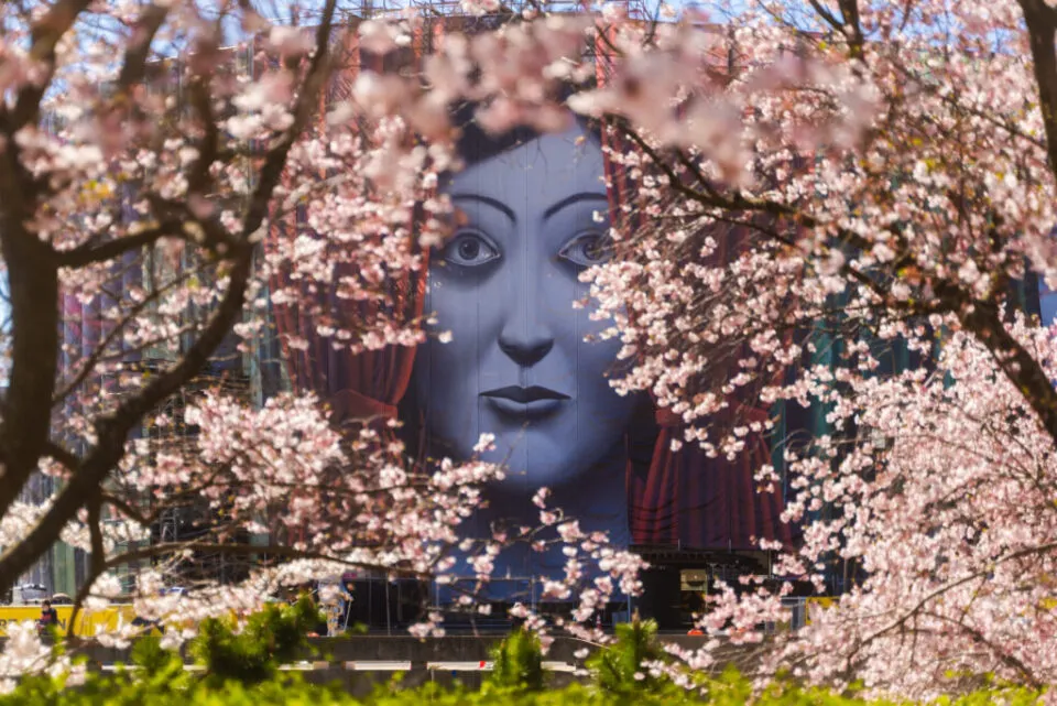 Festival das Cerejeiras transforma Washington em cenário de primavera e celebra amizade histórica