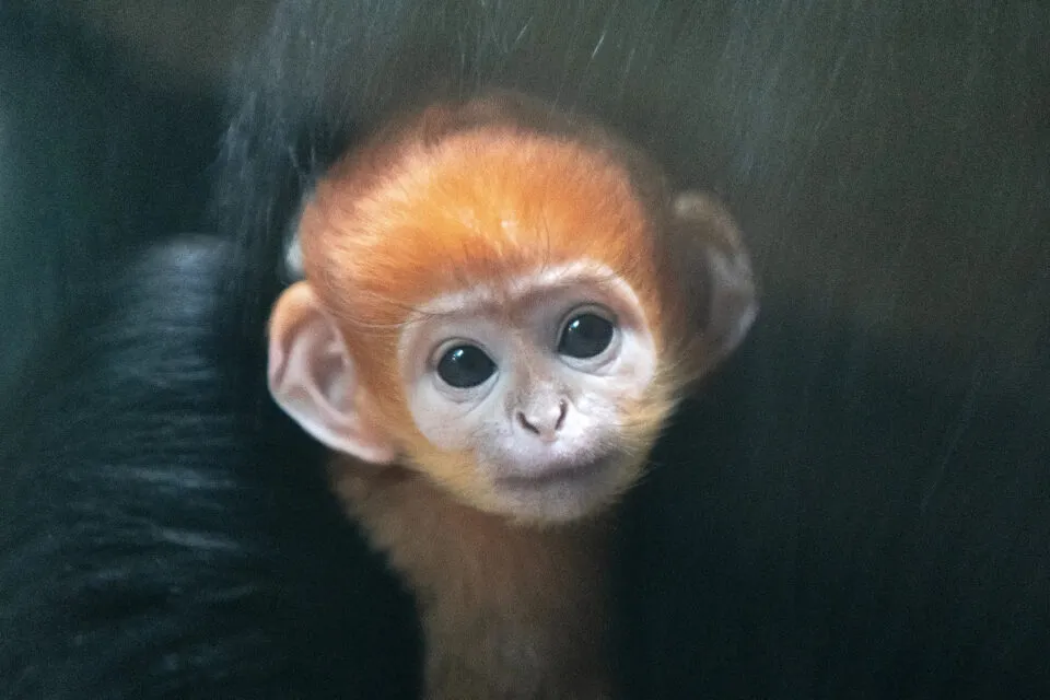 Macaca langur faz escalada perigosa em encosta ngreme para salvar seu filhote de machos rivais