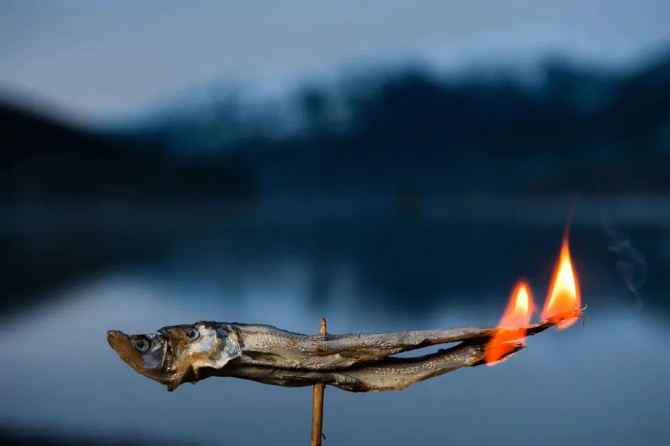 O pequeno peixe-vela to gorduroso que os nativos costumavam us-lo como fonte de luz