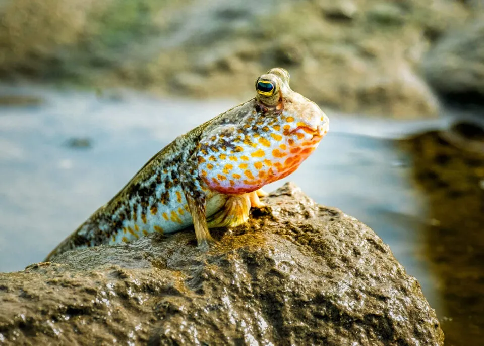 Os peixes-saltadores-da-lama ‘precisam desacelerar a evoluo’