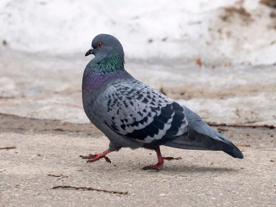 Por que as aves balanam a cabea quando caminham?