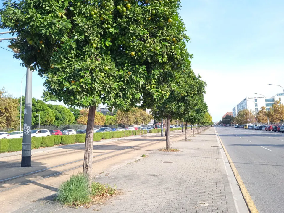 Por que no possvel comer as laranjas das ruas de Valncia, na Espanha?