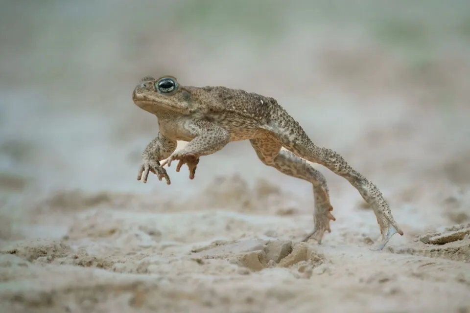 Sapos-cururus australianos desenvolveram pernas mais longas para viajarem mais longe