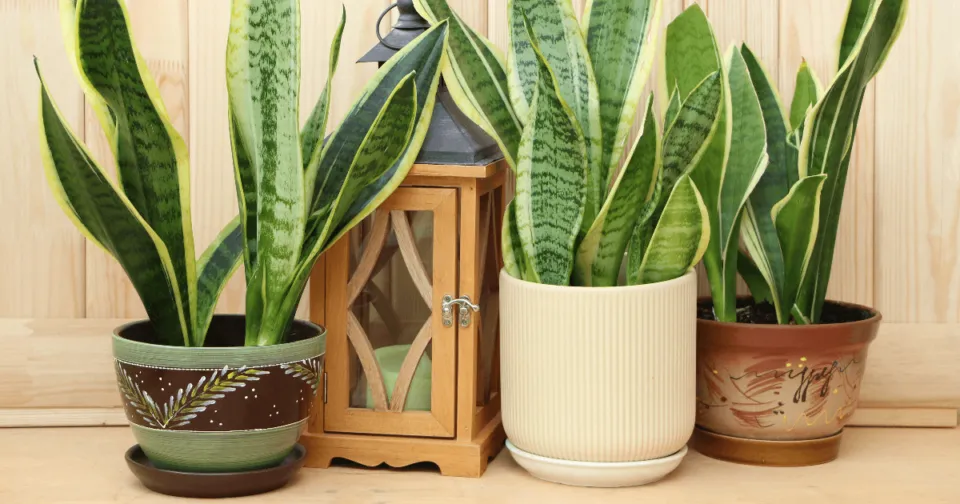 5 motivos para cultivar a planta que afasta o mau-olhado