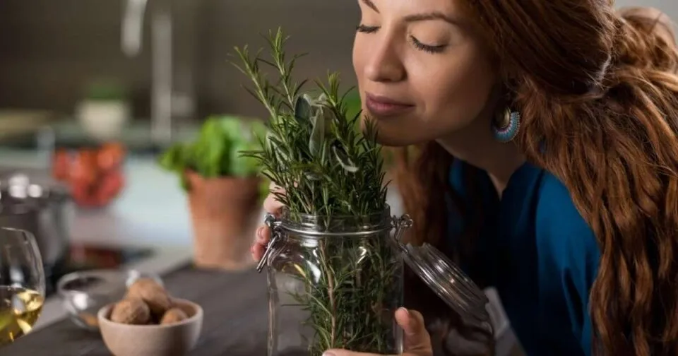 5 motivos para ter em casa a planta que ajuda a limpar as energias