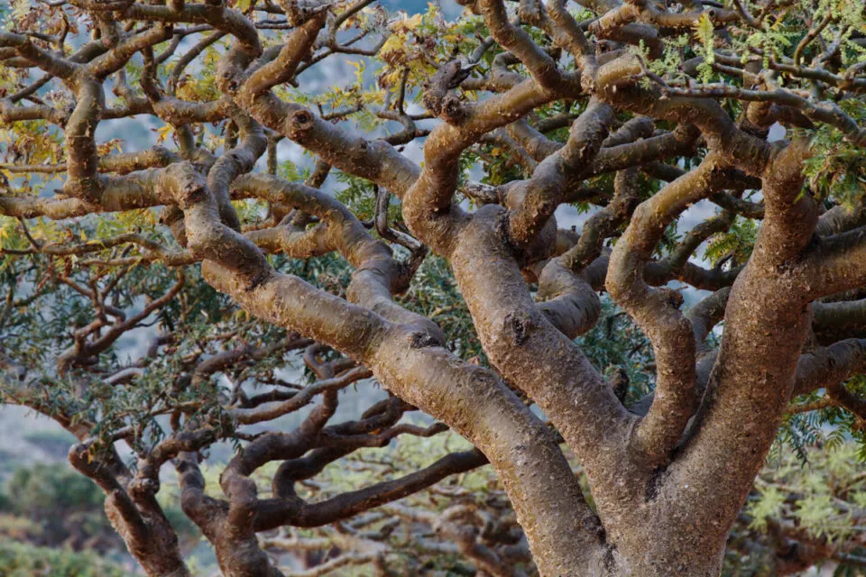 As centenrias rvores de franquincenso do vale seco de Wadi Dawkah