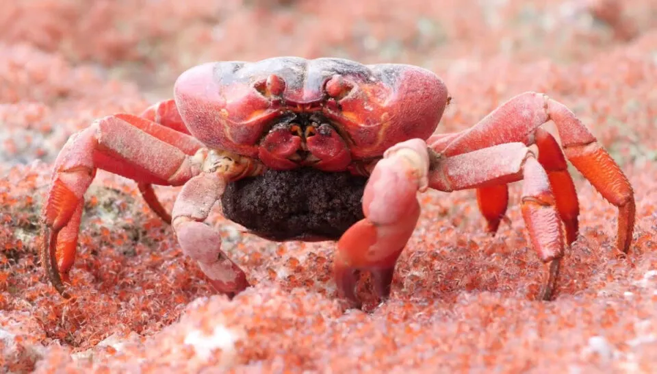 Caranguejos vermelhos da Ilha Christmas no conseguem evitar comer seus prprios filhotes
