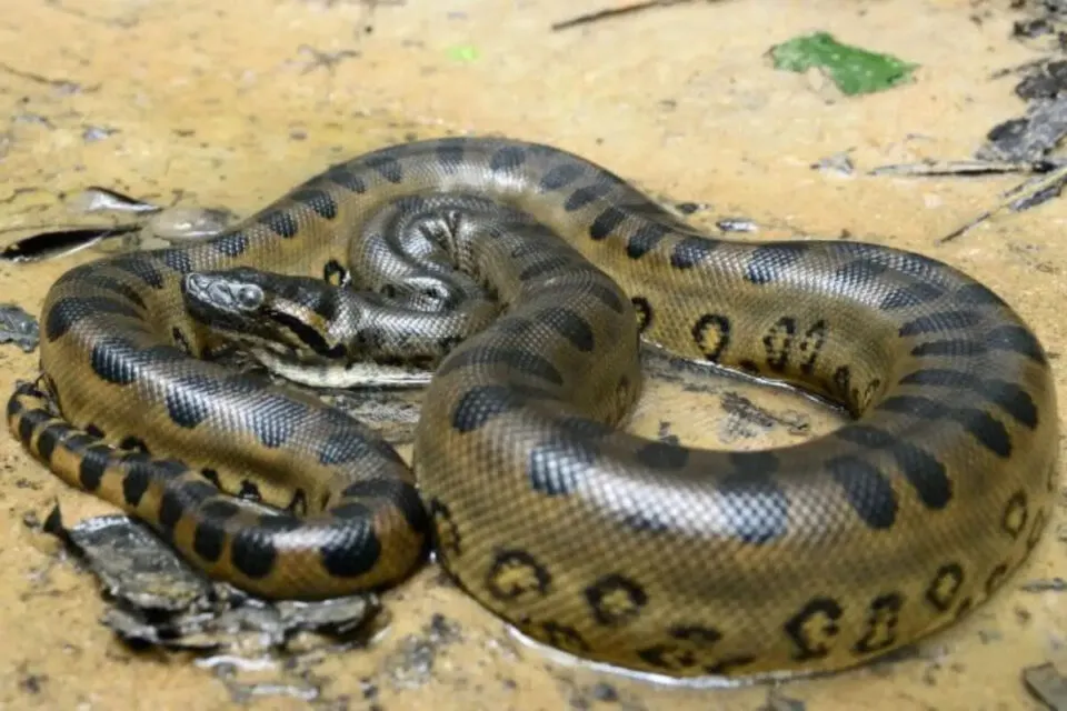 Como diabos as cobras engolem animais muito maiores do que elas?