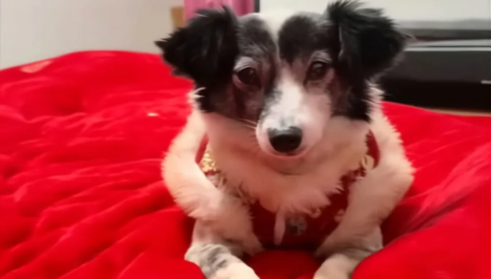 Durante 3 anos, cadelinha arrastou um enorme tumor, at ser resgatada