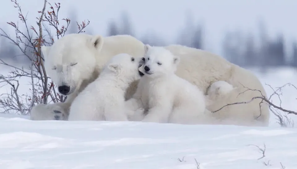 Filhotes de ursa-polar do seus primeiros passos na neve