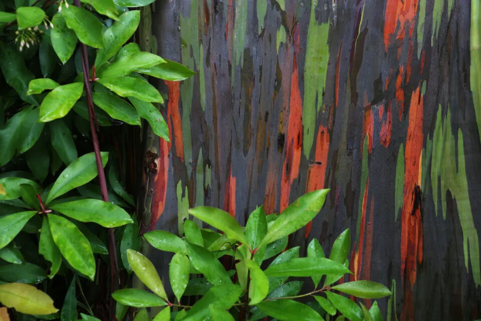 O eucalipto arco-ris a rvore mais colorida do mundo