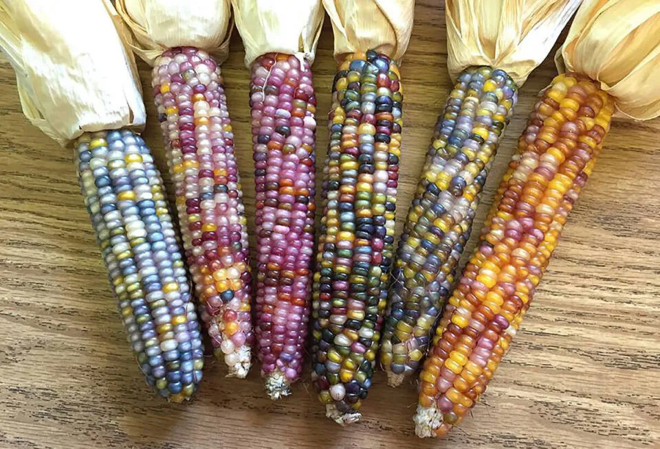 mais fcil encontrar um trevo de 4 folhas do que uma espiga de milho com nmero mpar de fileiras