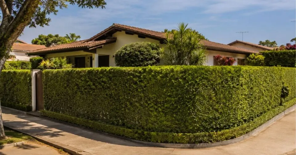 4 arbustos com crescimento rápido que criarão uma parede verde em pouco tempo