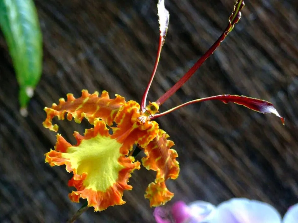 A bela orqudea-borboleta polinizada por machos desavisados que tentam cruzar com ela