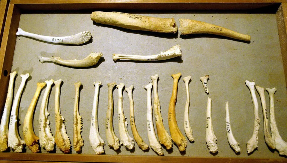Bculo, o osso do pnis que a evoluo negou aos homens