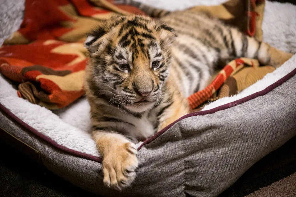 Filhote de tigre recm-nascido foi criado inteiramente mo humana