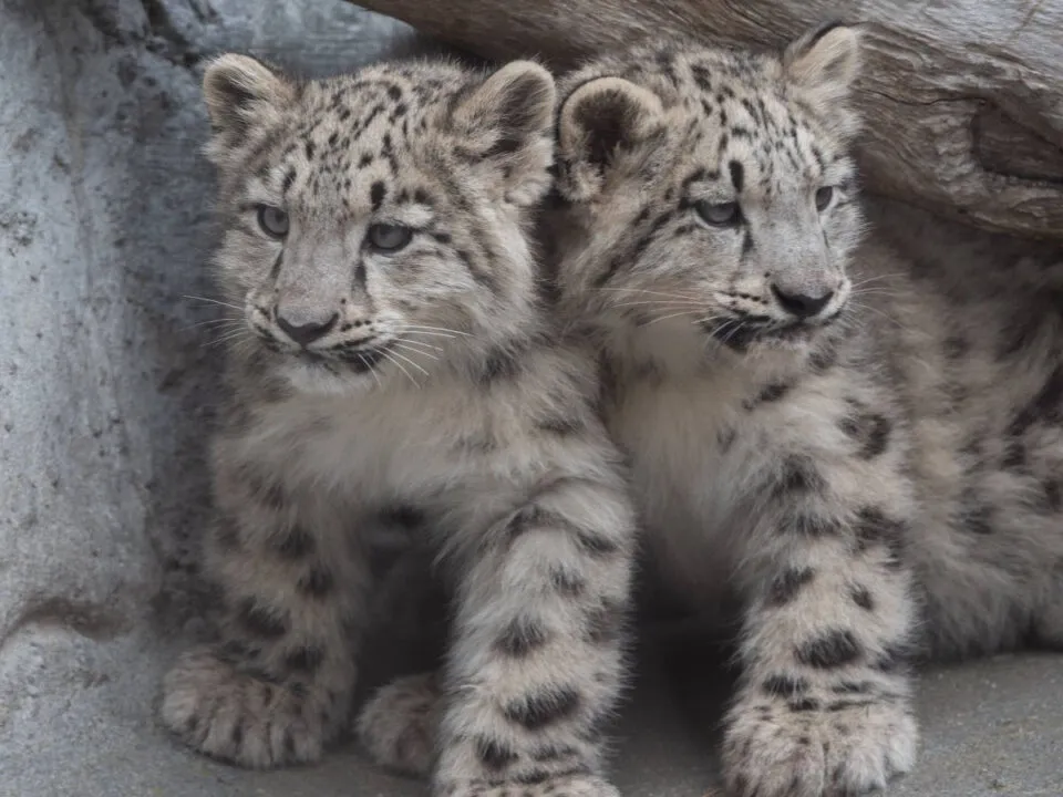 Filhotes adorveis de leopardo-das-neves saem de sua toca pela primeira vez no zoo de Melbourne