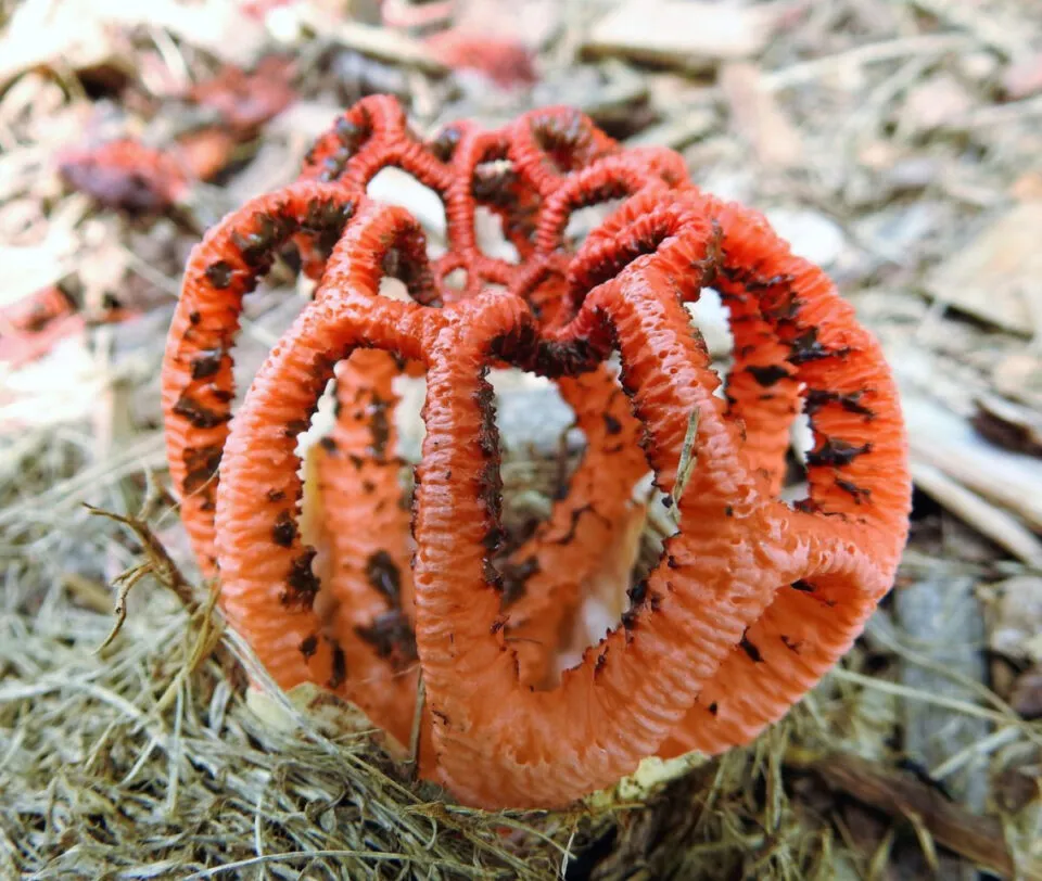O cogumelo gaiola-de-bruxa finge sua morte para enganar insetos