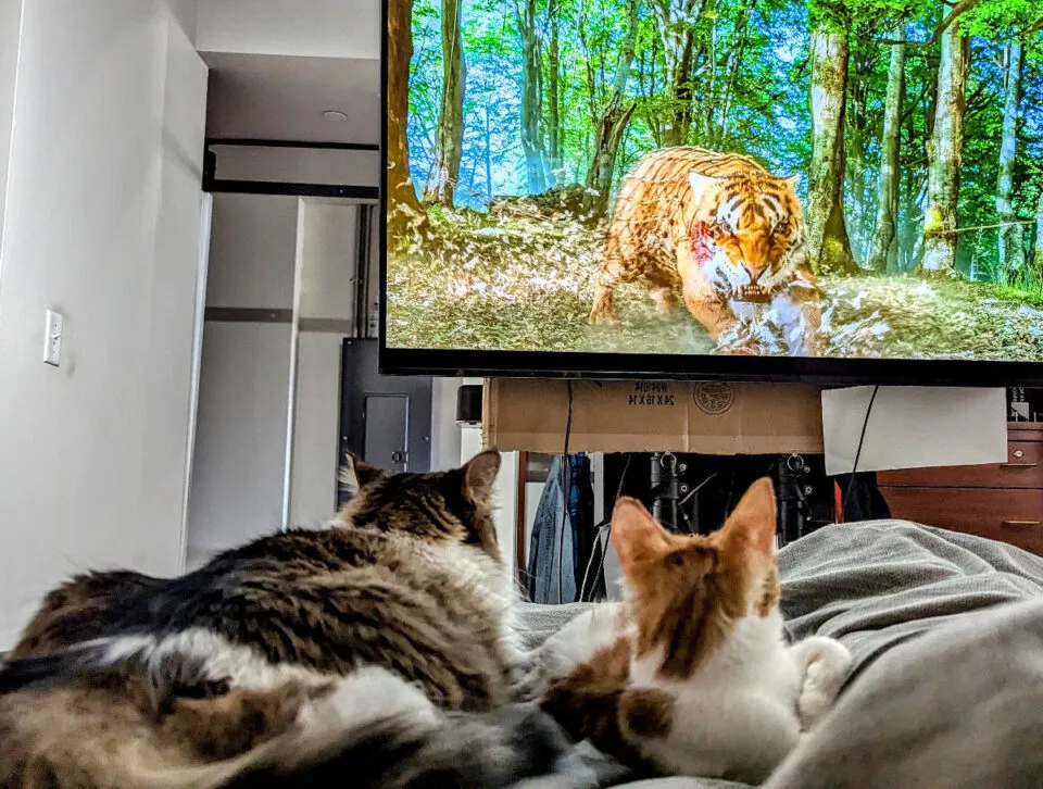 Os humanos no so os nicos obcecados por telas, gatos at tm sua prpria ‘Catflix’