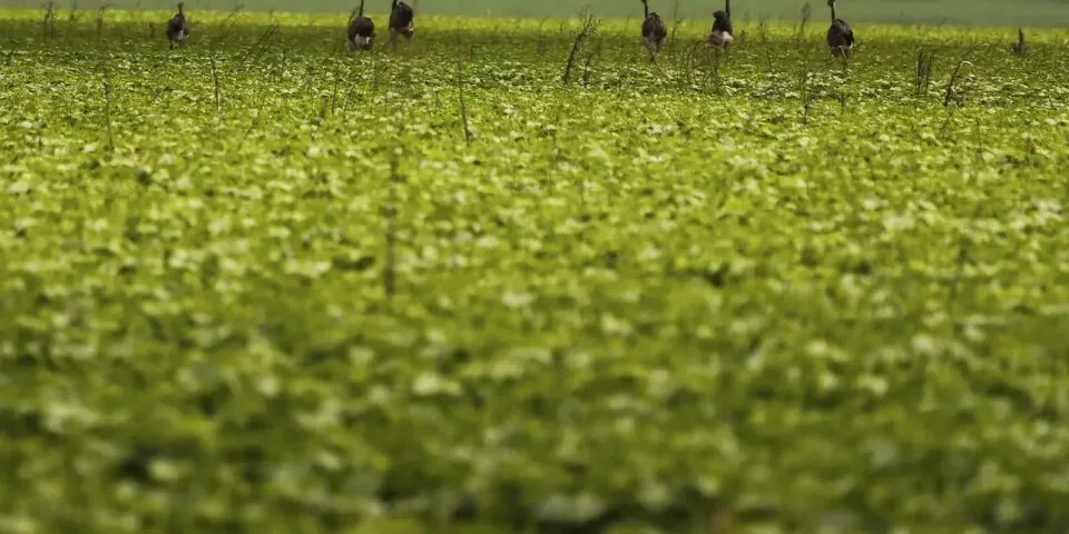 CMN passa a exigir fotos com localização comprovada em seguro rural
