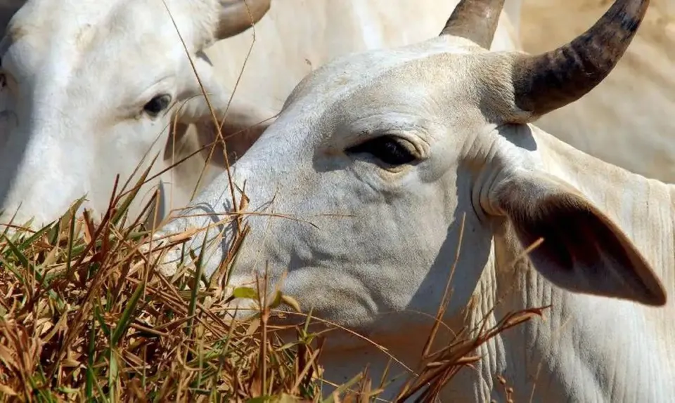 EUA detectam parasita mortal em gado; entenda ameaça à produção de carne