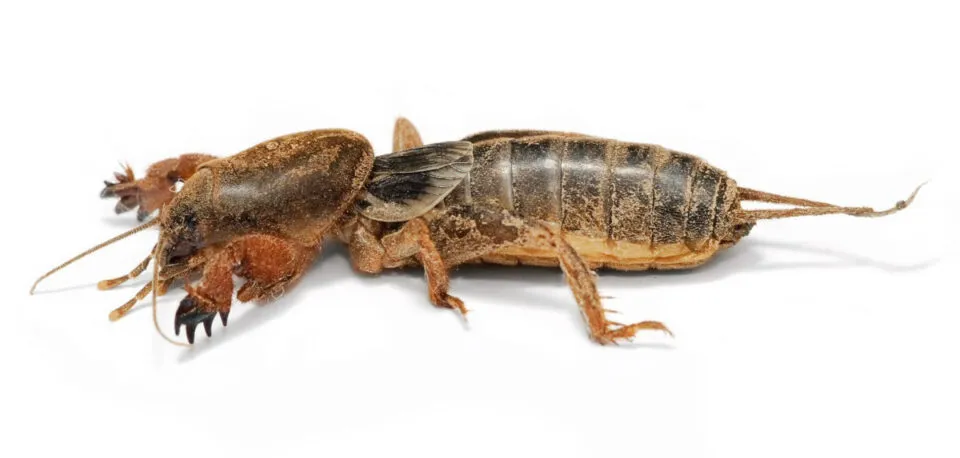 Grilo-toupeira, o ornitorrinco do mundo dos insetos