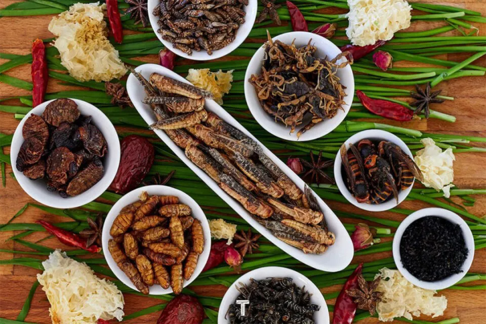 Por que o mundo no est comendo mais insetos?