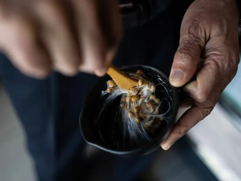 Natto, a soja fermentada japonesa que desperta curiosidade e repulsa