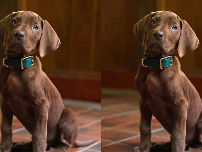 Primeira imagem de “Scooby-Doo: A Origem” foi divulgada pela Netflix; confira