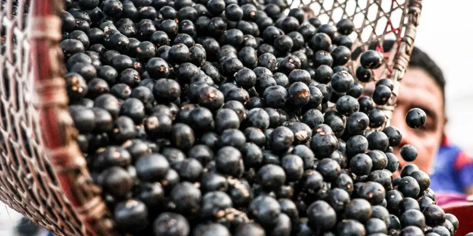 China facilita exportação de polpas e frutas congeladas brasileiras