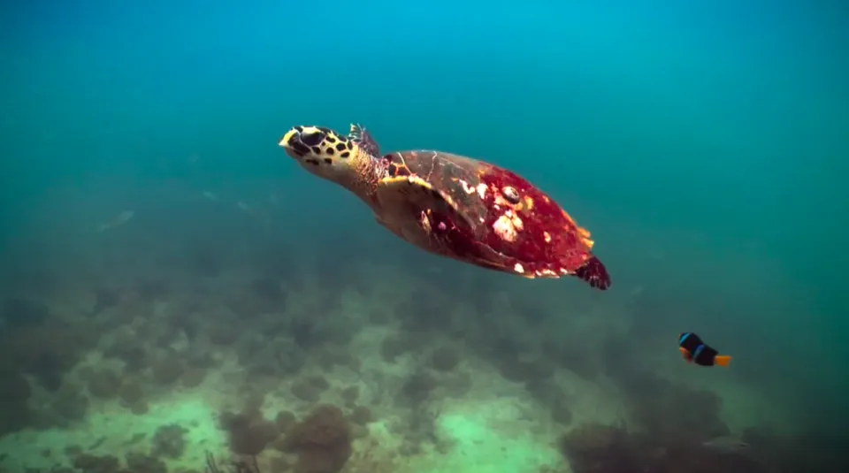Los Cabos transforma a temporada de nascimento das tartarugas em convite ao turismo de preservação
