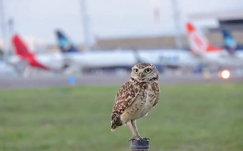 Governo avalia novas regras para controle de fauna nos aeroportos