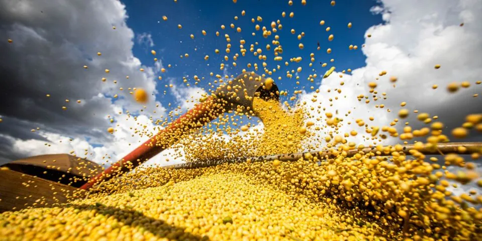 Estudo mostra necessidade de proteger soja para evitar perdas