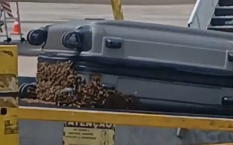 Mala é tomada por exame de abelhas no aeroporto do Galeão